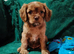 Chocolate Cavalier King Charles Spaniels