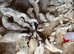 6wk old female ducklings