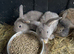 Mini Lion lop bunny rabbits for sale