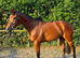 Very Genuine Tb gelding