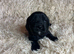 Extensively health tested Cocker Spaniel x Cavalier King Charles puppies (F1 Cockaliers)
