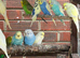 Lovely budgies males and females breeding conditions