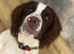 One year old English Springer Spaniel