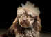 CHOCOLATE MERLE TOY POODLE STUD