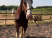 Beautiful registered shire filly