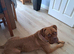 Dogue De Bordeaux Female for Sale