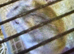Siberian hamster and cge