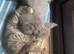 Russian blue mix kittens