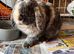 Mini lop male