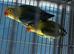 Lovebirds pairs Glasgow