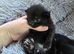 READY NOW 3 chunky kittens