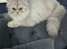 Silver point kitten