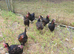 Burford brown ex commercial hens