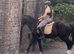 15.2 Welsh d gelding true family horse