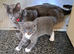 Stunning blue kittens