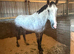 16.1hh Irish Sport Horse Gelding **6 years with very sensible head