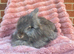 English angora bucks