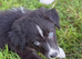 Last 4 pups available