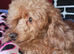 F1b TOY CAVAPOO PUPPIES