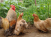 Pekin hatching eggs