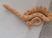 Male hognose