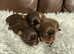 Bumble - Imperial Shih Tzu Stud,