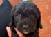 F1 cockapoo puppies