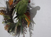 Handreared indian ringneck parrot
