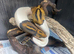 Pied Royal Pythons at Birmingham Reptiles