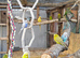 Mixed budgies