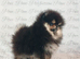 Teddy Bear Pomeranian Puppies