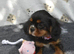 Fully Health Tested KC Cavalier King Charles Spaniel Puppies
