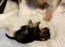 Mini GORGEOUS YORKSHIRE TERRIER GIRL – LOOKING FOR HER FOREVER HOME