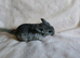 Chinchilla kit