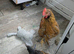 Roosters