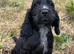 Show type cocker spaniel puppies