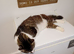 Tabby gray girl
