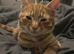 Ziggy ginger tabby