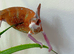 CHAMELEONS