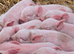20 middle white piglets
