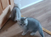 Lovely kittens