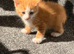 7 gorgeous kittens need rehoming