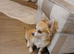 Buddy..chihuahua boy