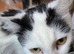 4 female kittens ready 3rd july