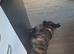 German shepherd cross dutch shepherd female