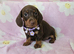 READY NOW- TWO MINIATURE FEMALES