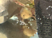 Axolotl and Tank for sale