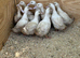 Cherry valley females
