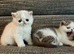 Outstanding Exotic Shorthair Kittens