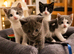 8 Weeks British Shorthair &pound;450 Urgent Rehome